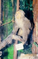 Formosan Rock-monkey Collection Image, Figure 2, Total 7 Figures